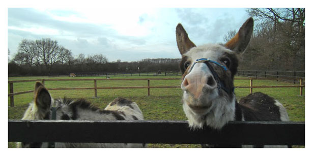 Donkey Care Home - Colchester, Essex