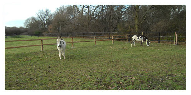 Donkey Care HOme - Colchester, Essex