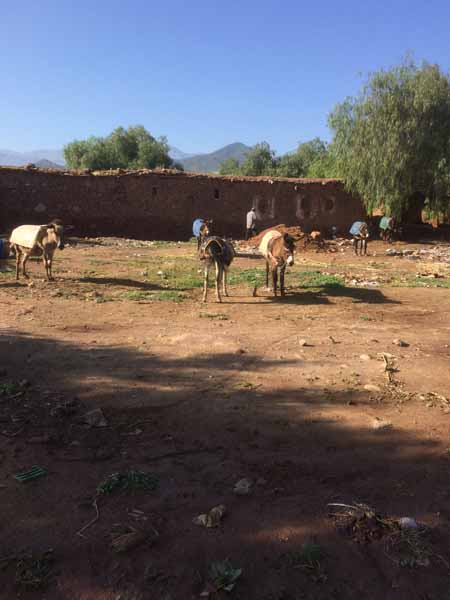 Donkey Rescue Morocco - 2018