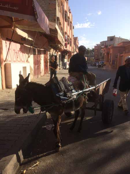 Donkey Rescue Morocco - 2018